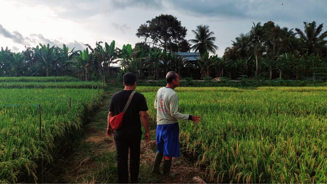 3 Kecamatan di Mukomuko Tidak Miliki Sawah Lahan Pertanian Pangan Berkelanjutan, Ini Kata Dinas Pertanian