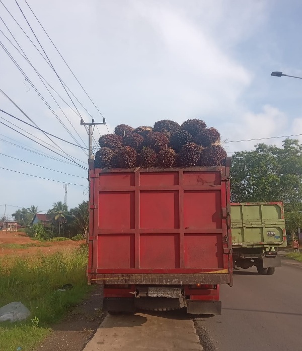 Warga Mengeluh, Truk Sawit Tanpa Jaring Pengaman Terus Lewat di Jalan Lintas Bengkulu Tengah