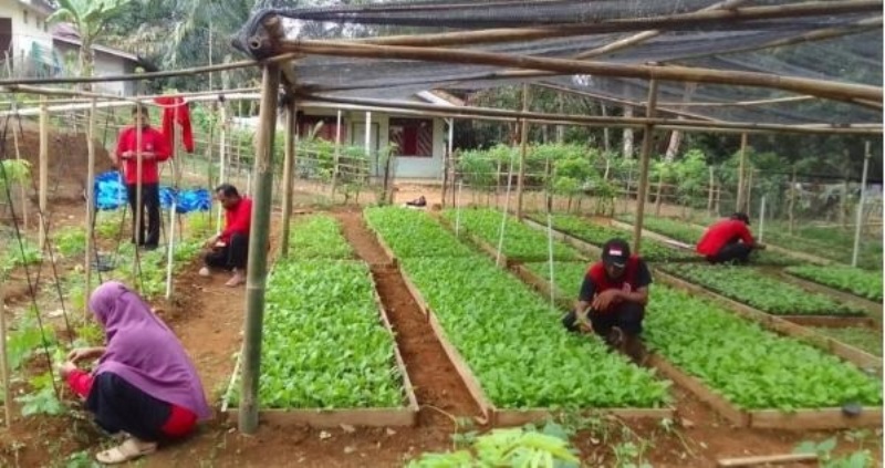 Semoga Meningkatkan Kesejahteraan, Tanaman Holtikultura Jadi Pilihan Ketahanan Pangan Desa Peninjau