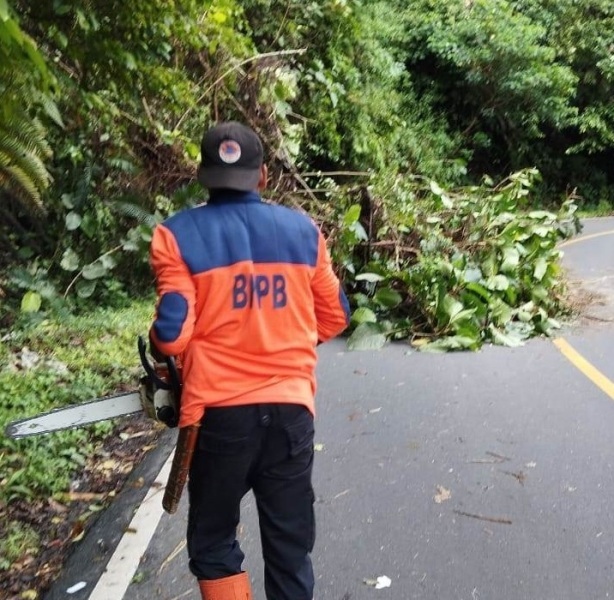  Ini Dia Penyebab Pohon Bertumbangan di Liku Sembilan Bengkulu Tengah