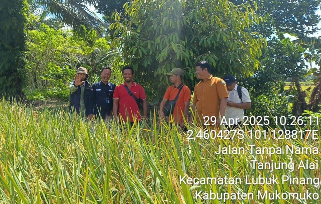 Bulog Borong Gabah Petani Mukomuko dengan Harga Diatas Harga Tengkulak