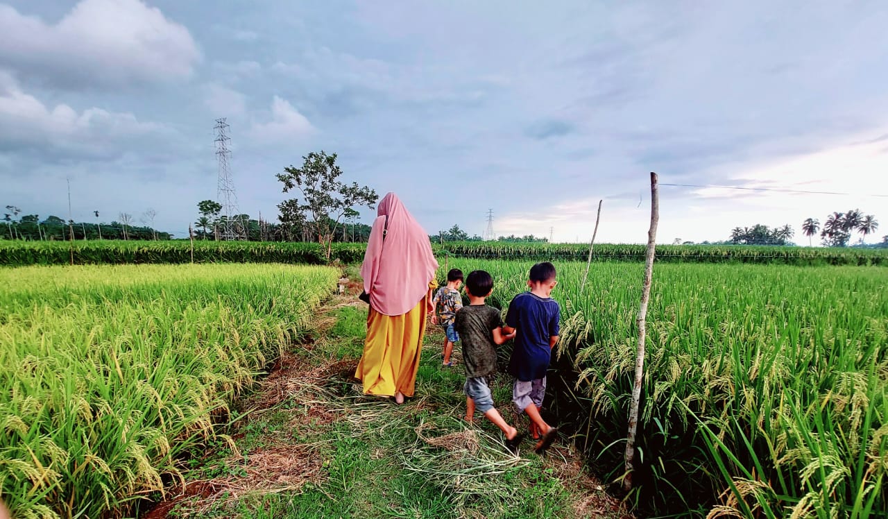 Jumlah Produksi Padi di Mukomuko Capai 31.764 Ton pada MT Tahun 2024