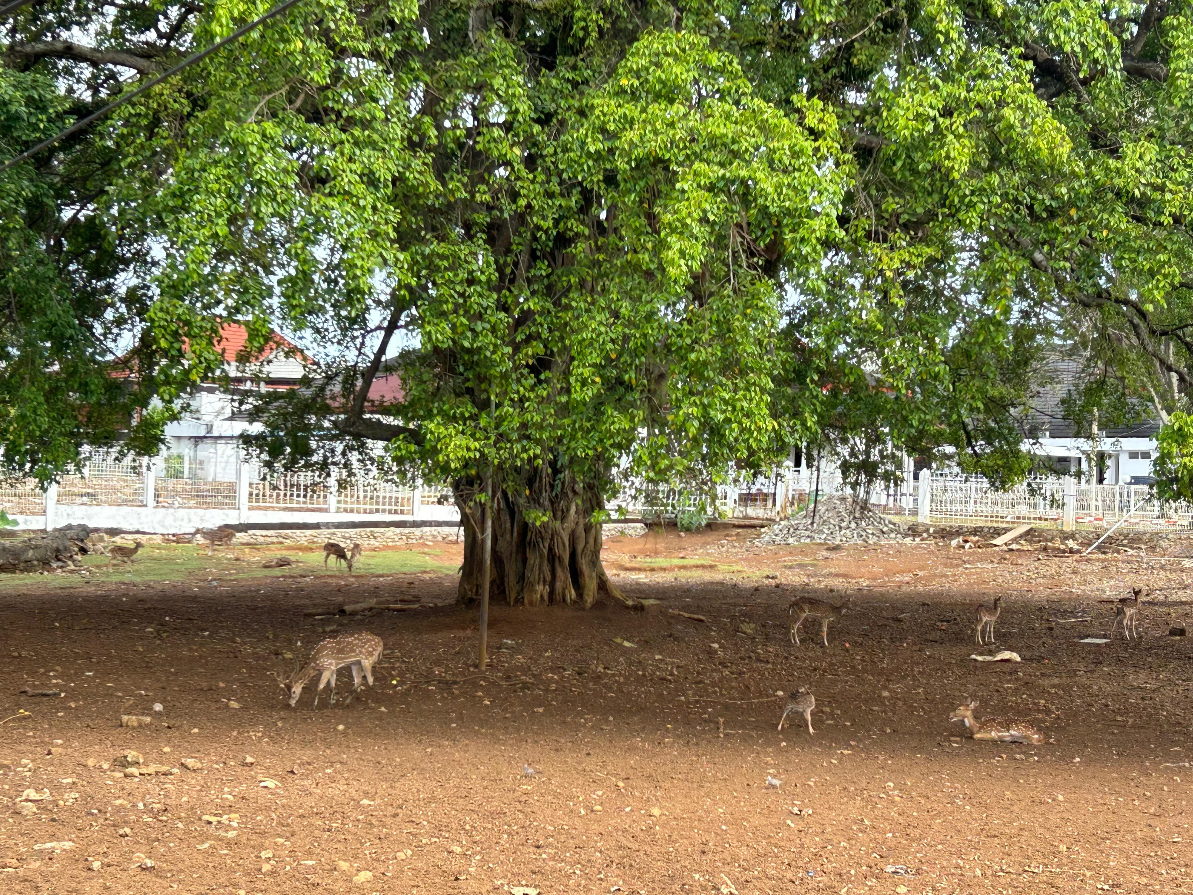  Rusa-Rusa di Rumah Dinas Gubernur Bengkulu Jadi Ikon Wisata Menarik