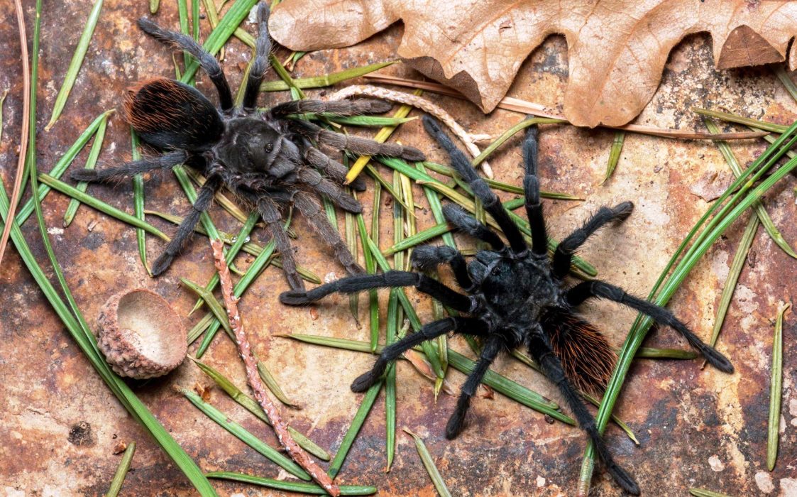  Beragam Khasiat Racun Tarantula Untuk Pengobatan, Mulai dari Pereda Nyeri Hingga Penyakit Saraf