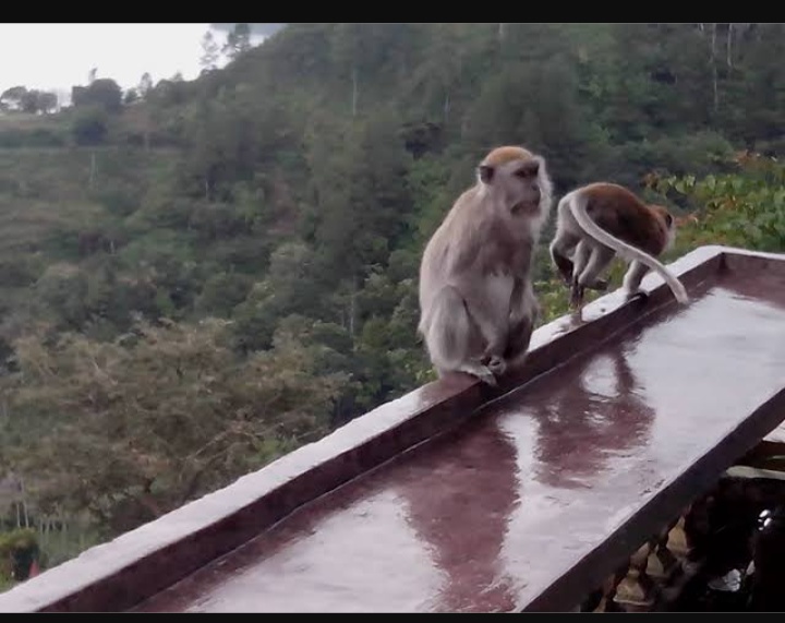 Viral! Pria ini Niat Bagikan Makanan, Malah Apes Diserang Monyet