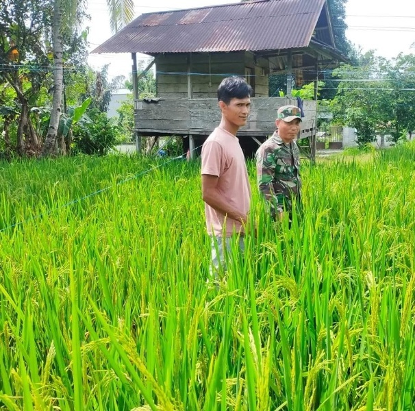   Kodim 0408 Bengkulu Selatan  Lakukan Ini Untuk Sukseskan Swasembada Pangan