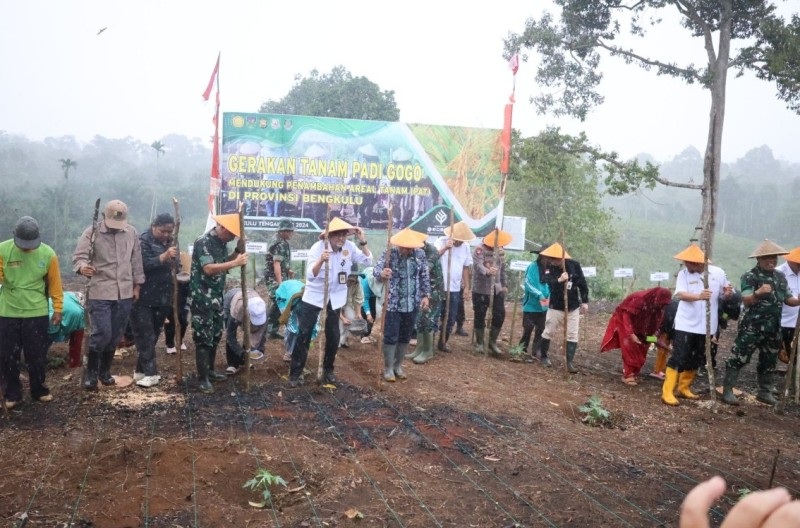 Padi Gogo  Ditanam di Desa Gajah Mati  Bengkulu Tengah