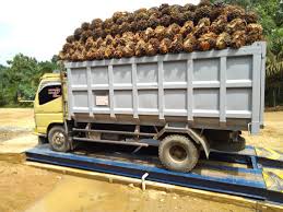 Info Harga Buah Segar Sawit di Kabupaten Mukomuko