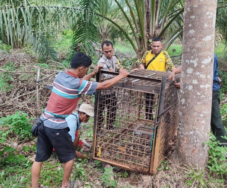Tangkap Beruang, Polsek Giri Mulya Dampingi   BKSDA Pasang Perangkap 