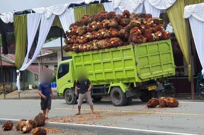 Wah Bahaya Nih, Banyak Angkutan Buah Sawit tanpa Jaring Pengaman