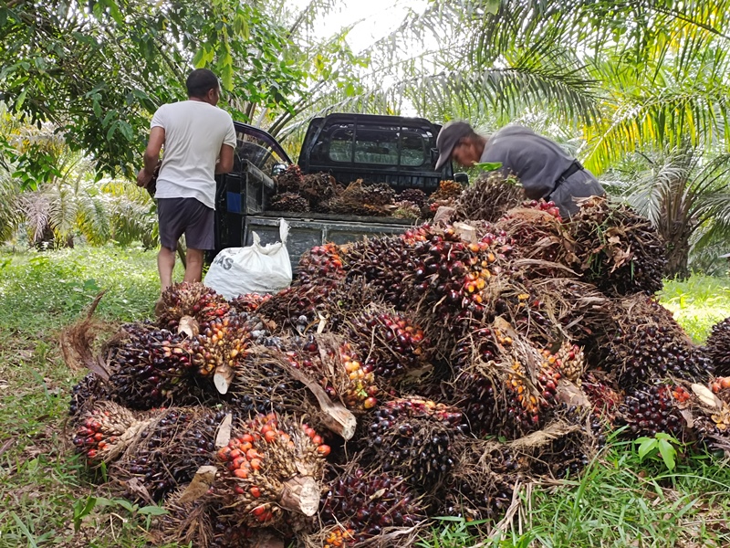 Lebaran, Harga TBS Sawit Turun, Pabrik Sawit Tutup Seminggu