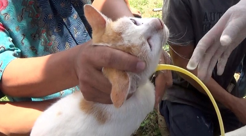 Hati-Hati, Gigitan Rabies Tembus 170 Kasus