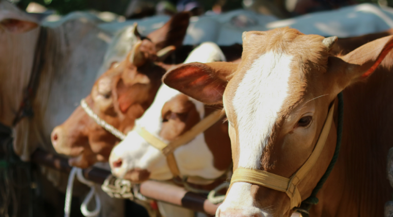 Ini Kriteria Hewan Kurban yang Sah  Menurut Syariat