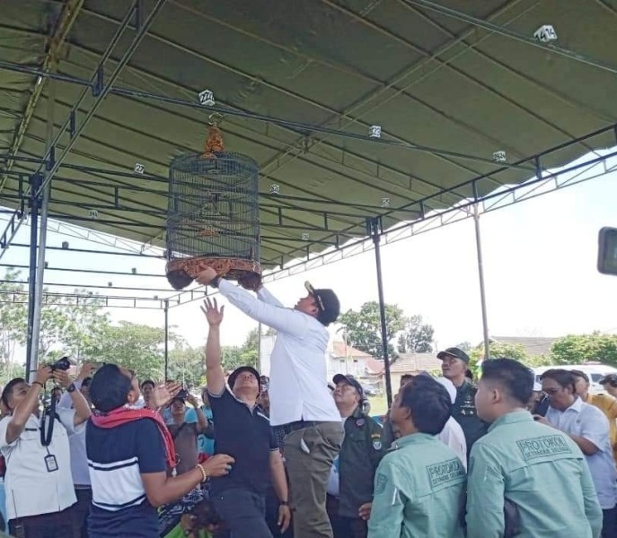 Heboh,  Lomba Burung Berkicau di Seluma Diikuti 330 Peserta