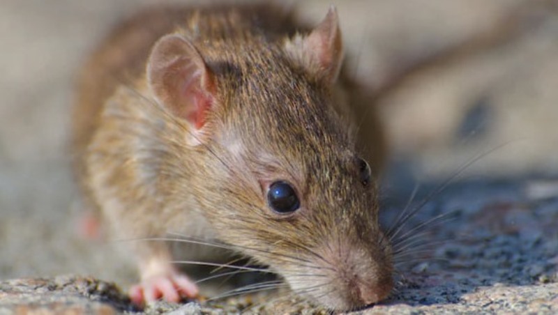 Ini Dia  Bahaya Kencing Tikus bagi Kesehatan Keluarga