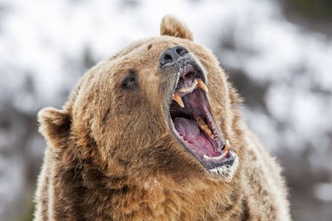 Beruang Madu Serang  Petani Karet Lubuk Terentang Sampai Luka Robek, Kondisinya Sudah Membaik
