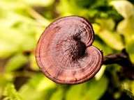 Rahasia Sehat dengan Jamur Reishi