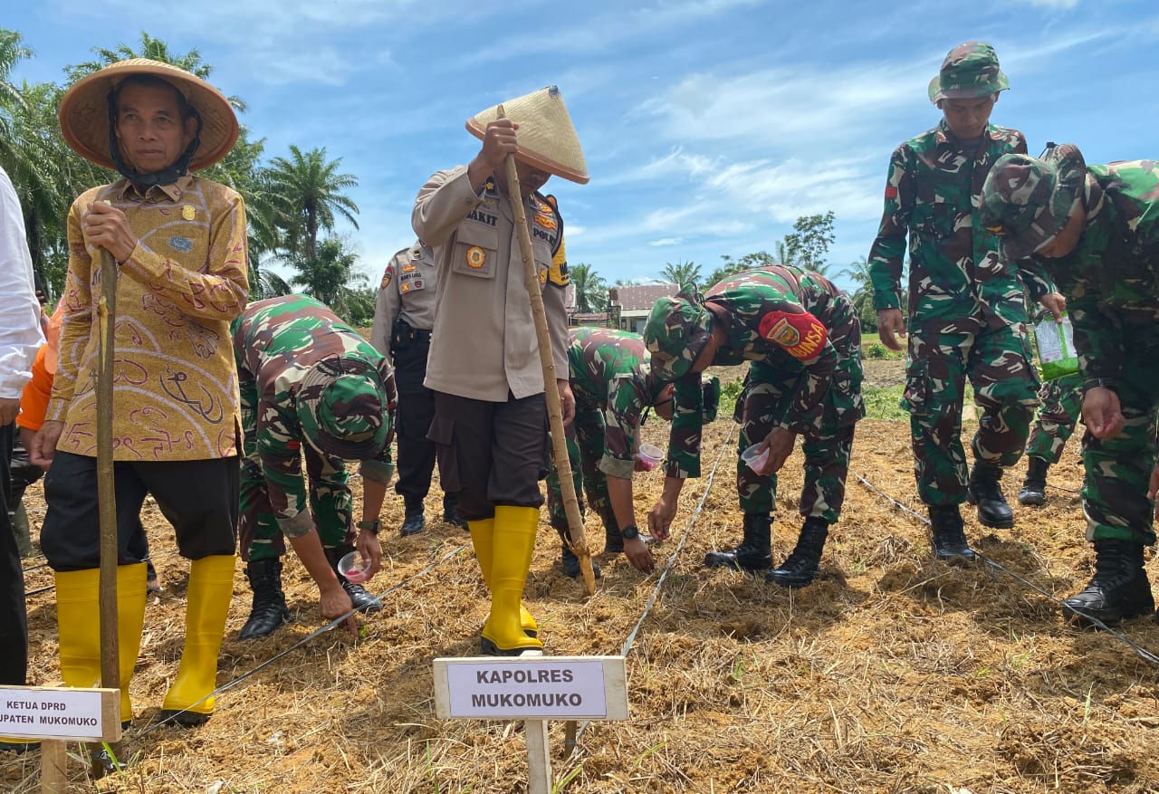 Ingin Terlibat Aktif, Polres Mukomuko Ikut Gugus Tugas Polri Menanam Jagung, Demi Swasembada Pangan