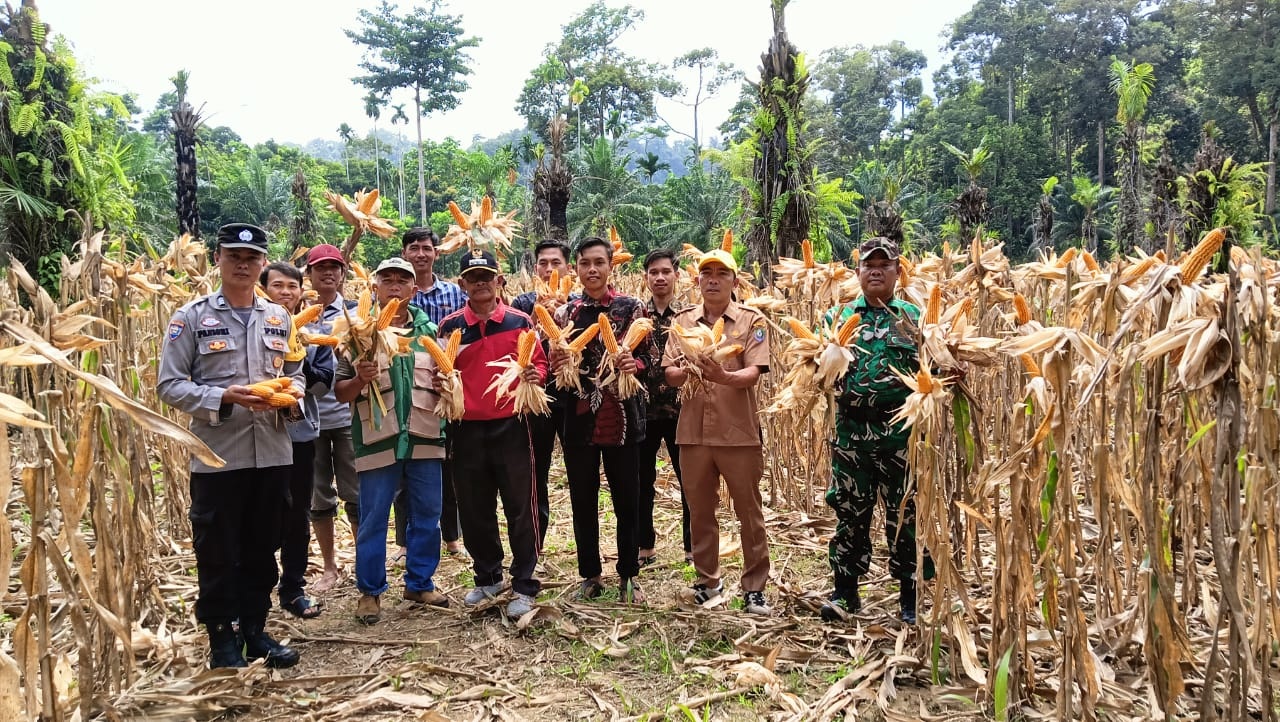 Desa Tanjung Ganti Panen Jagung Ketahanan Pangan, Camat Maje Apresiasi Program Berjalan Sukses