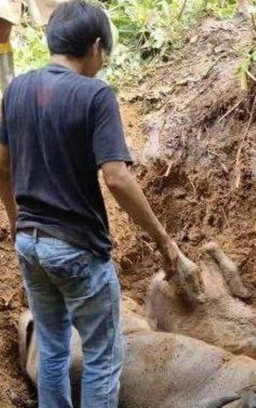 Dinas Pertanian Bengkulu Tengah Telusuri Penyebab Kerbau Mati Mendadak