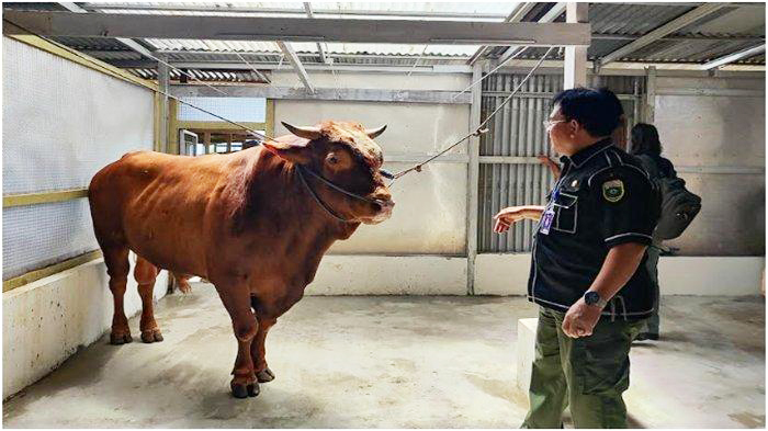 Presiden Prabowo Kirim 11 Sapi Kurban untuk Masyarakat Provinsi Bengkulu