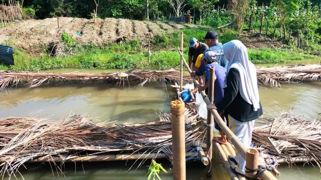 BUMDes Maju Bersama Desa Tebing Rambutan Tebar Bibit Ikan Nila 36.000 di KJA