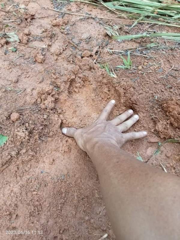 Warga Malin Deman Temukan Jejak Harimau,  Tabiat Raja Hutan Mulai Dipahami 