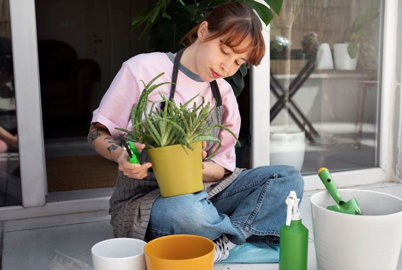 Air Cucian Beras Ternyata Bisa Menyuburkan Tanaman