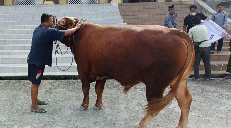 Kota Bengkulu Dapat  Kurban Sapi Limousine  dari Presiden Prabowo