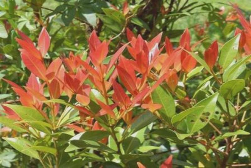 Masyarakat Belum Banyak Tahu, Ini Khasiat Daun Pucuk Merah