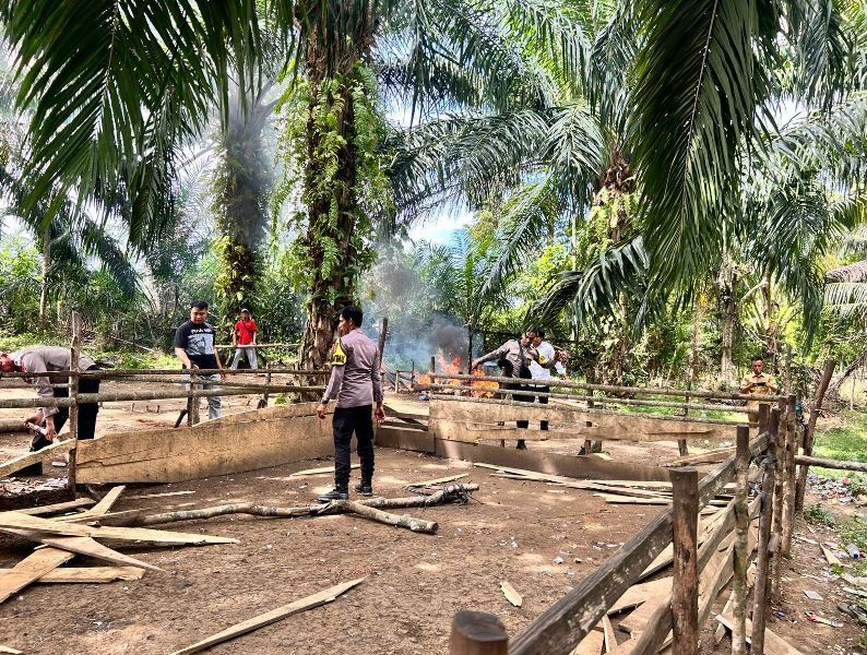 Polres Kaur dan Unsur Tripika Tanjung Kemuning Bongkar Lokasi Judi Sabung Ayam