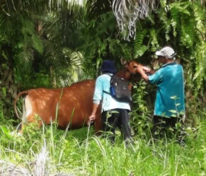 Dinas Pertanian Kaur Lakukan Vaksinasi PMK di Tiga Lokasi