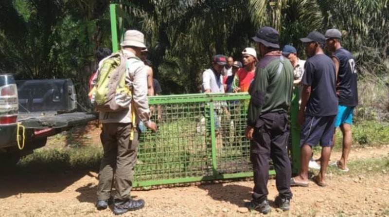 Petugas BKSDA Pasang Kerangkeng dan Camera di Tanjung Kuaw Seluma