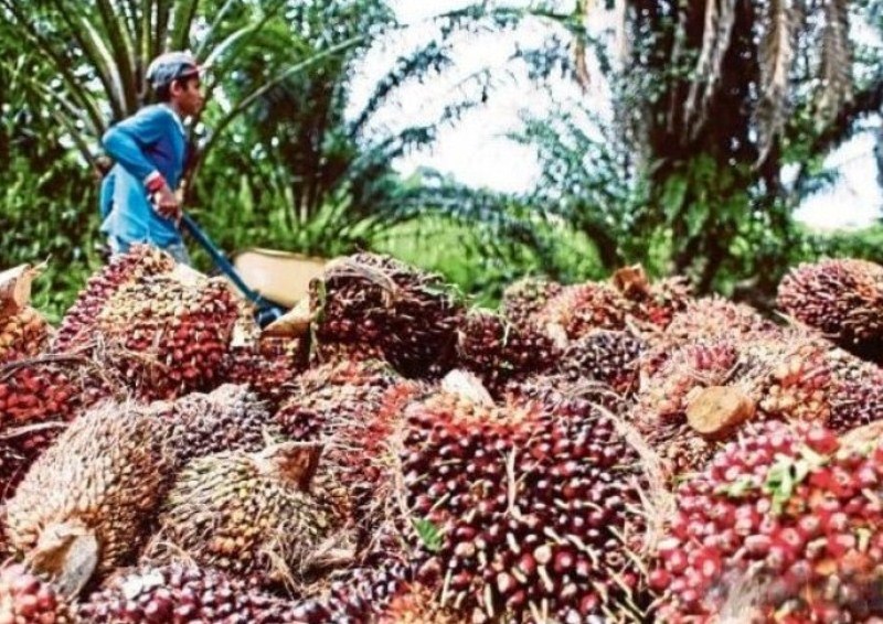 Kabar Gembira, Ini Harga Sawit Bulan Agustus 2025