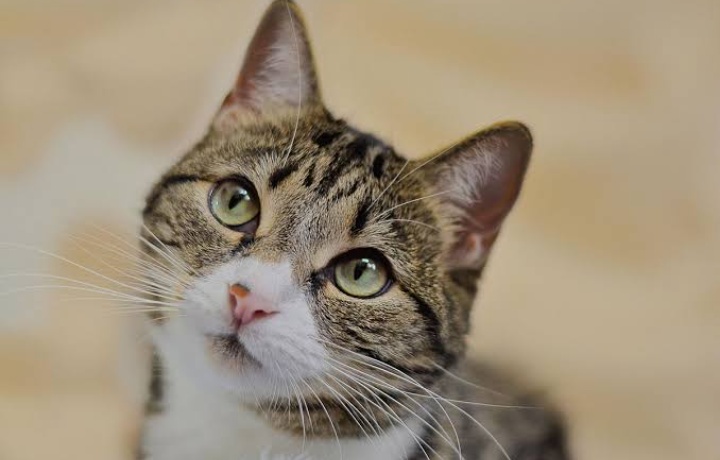 Yuk Pahami Makna dari Tatapan Kucing dan Mengapa Kucing Suka Menatap Pemiliknya? 