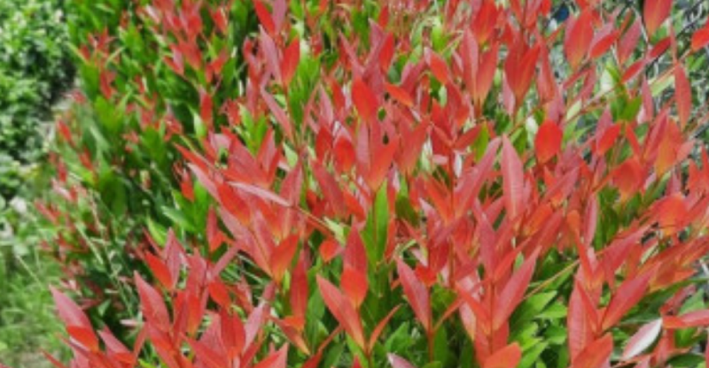 Cara Ampuh Agar Tanaman Pucuk Merah Kembali Merona