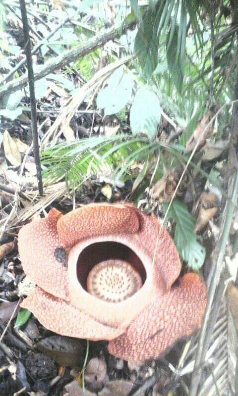 Segampang Itu Melihatnya, Indahnya Rafflesia Arnoldi di Taba Penanjung