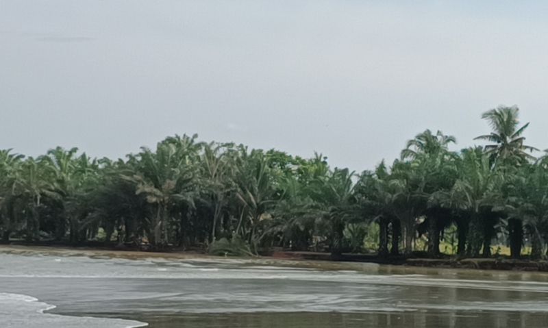 Bupati Seluma akan Berkoordinasi, Abrasi Meluas Sampai ke Pemukiman dan Ancam Areal  Persawahan