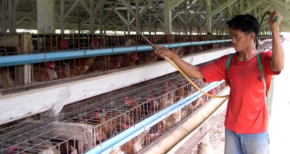 Mati Massal, Peternak Ayam Bengkulu Tengah Merugi