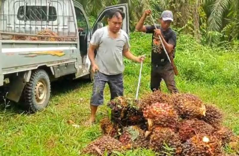  Harga TBS Kelapa Sawit di Seluma Merosot