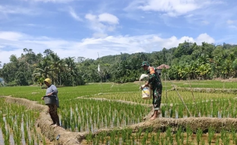 Dukung Ketahanan Pangan, Kodim 0408 Bengkulu Selatan - Kaur Kelola 200 Hektar Lahan