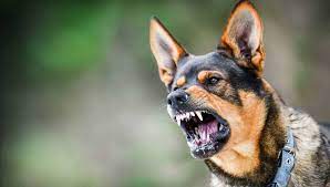 Bikin Resah, Warga Bengkulu Minta Pemerintah Berantas Anjing Liar