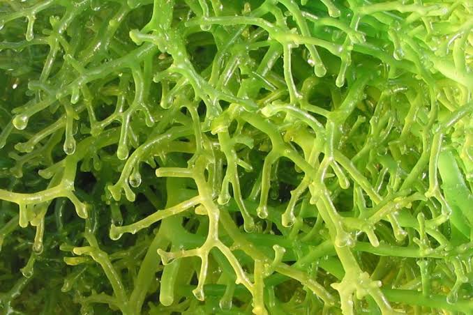 Kenali Jenis Rumput Laut yang Banyak Manfaat untuk Kesehatan Tubuh