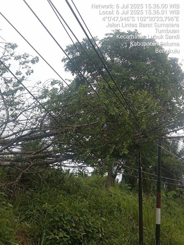 Pohon Tumbang dan Tiang Roboh di Sengkuang Jaya , Listrik  Padam di Seluma 