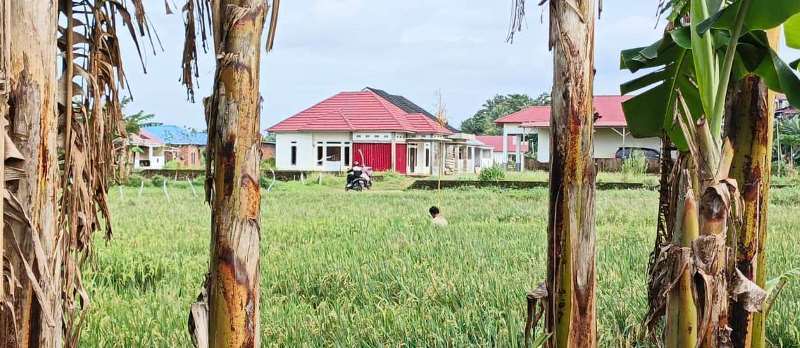 Sawah Siap Panen Terancam Terendam, Petani Tebeng Was-Was Hadapi Musim Hujan