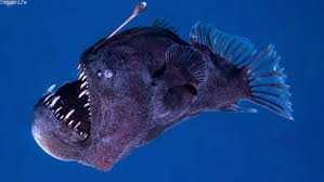 Viral di Medsos! 5 Fakta Unik Ikan Anglerfish yang Tinggal di Laut Dalam Berenang Menuju Sinar Matahari