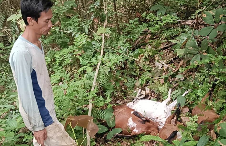 Tidak Aman, Lima  Ekor Kambing Warga Lubuk Lagan Diduga Diserang Macan Dahan