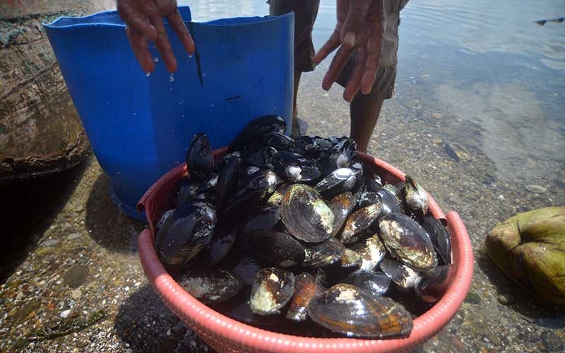 Buaya di Sungai jadi Penyebab Kabupaten Mukomuko Impor Lokan