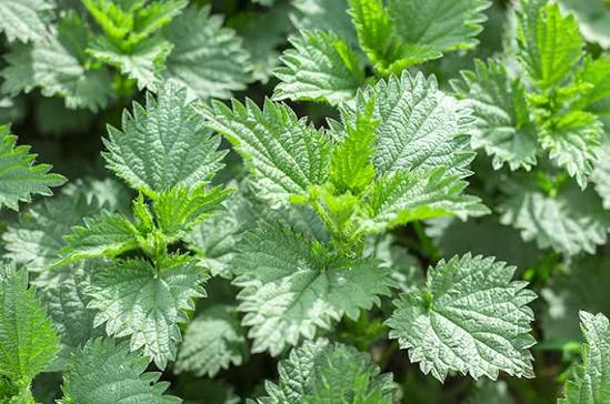 Dikenal gatal, ternyata ini 5 khasiat daun jelatang, salah satunya dapat menurunkan gula darah