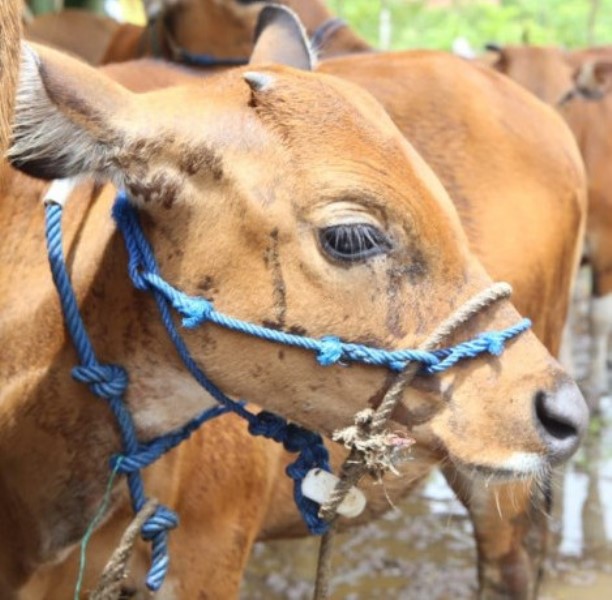  Penyakit Jembrana Buat Peternak di  Seluma Cemas